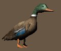 mallardwalking_mc.gif