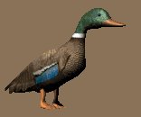 mallardwalking_lc.gif