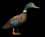 mallardwalking_lb.gif