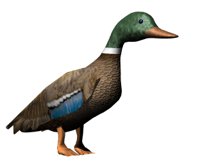 mallardwalking_hr.jpg