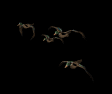 mallard_flock_mb.gif
