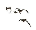 mallard_flock_lw.gif