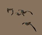 mallard_flock_lc.gif