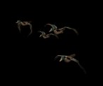 mallard_flock_lb.gif