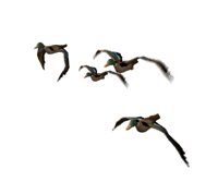 mallard_flock_hr.jpg