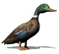 lookingmallard_sw.gif