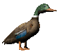lookingmallard_sc.gif