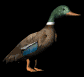 lookingmallard_sb.gif