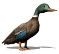 lookingmallard_mw.gif