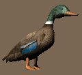 lookingmallard_mc.gif