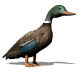 lookingmallard_lw.gif