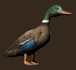 lookingmallard_lc.gif