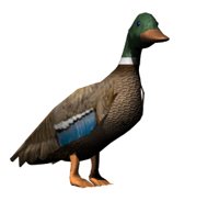lookingmallard_hr.jpg