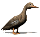 lookingduck_sw.gif
