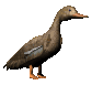 lookingduck_sc.gif