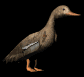 lookingduck_sb.gif