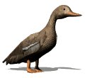 lookingduck_mw.gif