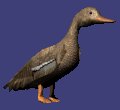 lookingduck_mc.gif
