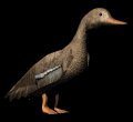 lookingduck_mb.gif