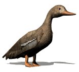 lookingduck_lw.gif