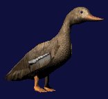 lookingduck_lc.gif