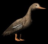 lookingduck_lb.gif