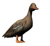 lookingduck_hr.jpg