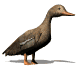 femaleduck_walking_sw.gif