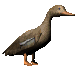 femaleduck_walking_sc.gif