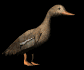 femaleduck_walking_sb.gif
