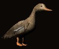 femaleduck_walking_mc.gif
