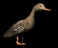 femaleduck_walking_mb.gif