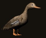 femaleduck_walking_lc.gif