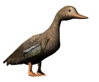femaleduck_walking_hr.jpg