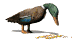 feedingduck_sw.gif