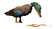 feedingduck_sc.gif