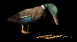 feedingduck_sb.gif