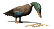 feedingduck_mw.gif
