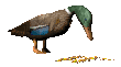 feedingduck_mc.gif