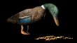 feedingduck_mb.gif
