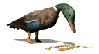 feedingduck_lw.gif