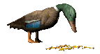 feedingduck_lc.gif