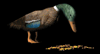 feedingduck_lb.gif