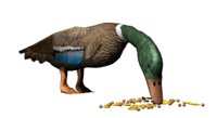 feedingduck_hr.jpg