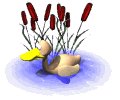 duck_swim_mw.gif