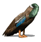 cleaningduck_sw.gif