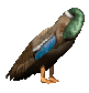 cleaningduck_sc.gif