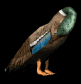 cleaningduck_sb.gif