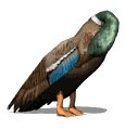 cleaningduck_mw.gif