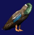 cleaningduck_mc.gif